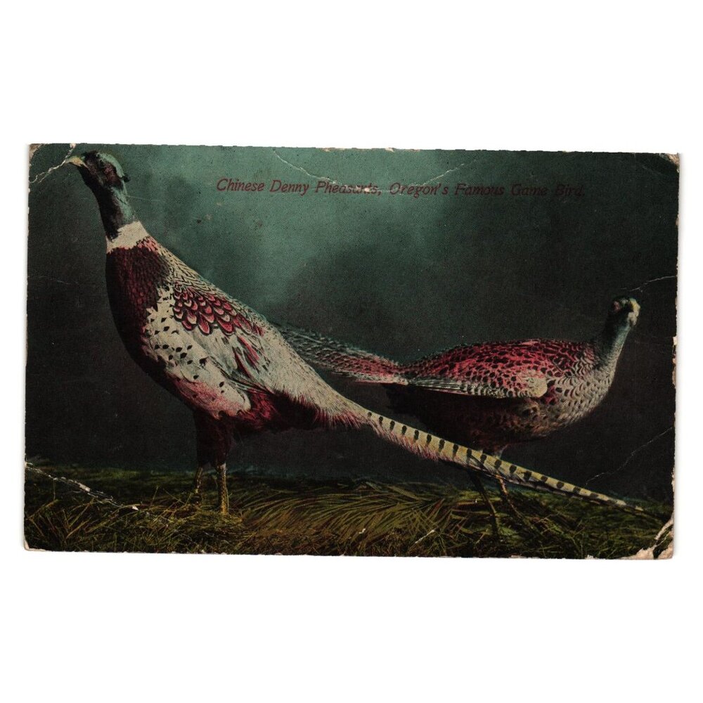 Vintage Postcard Of Chinese Denny Pheasants Oregons Famous Game Bird